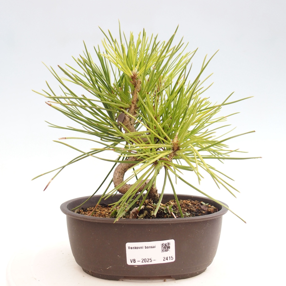 Bonsai im Freien - Pinus thunbergii - Thunbergia-Kiefer