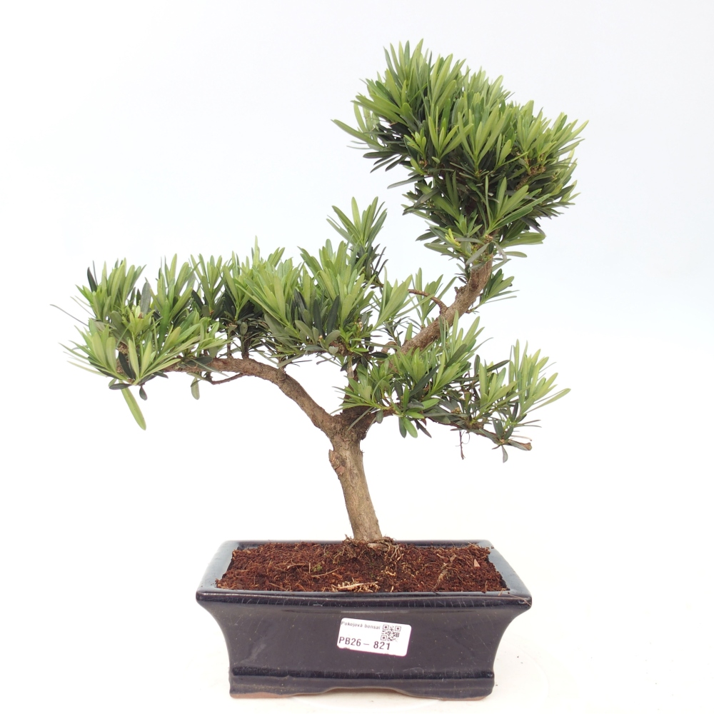 Zimmerbonsai - Podocarpus - Stein-Eibe