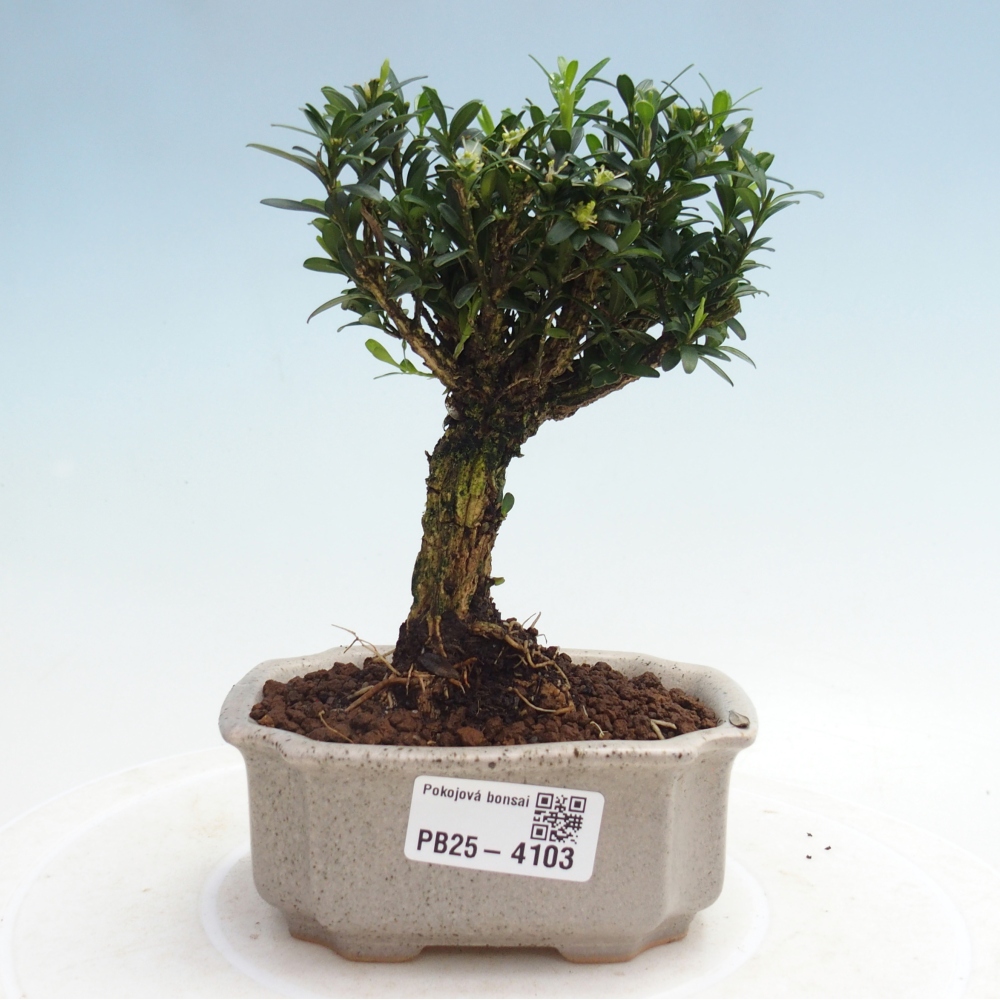Zimmer Bonsai - Buxus harlandii - Korkbuxus