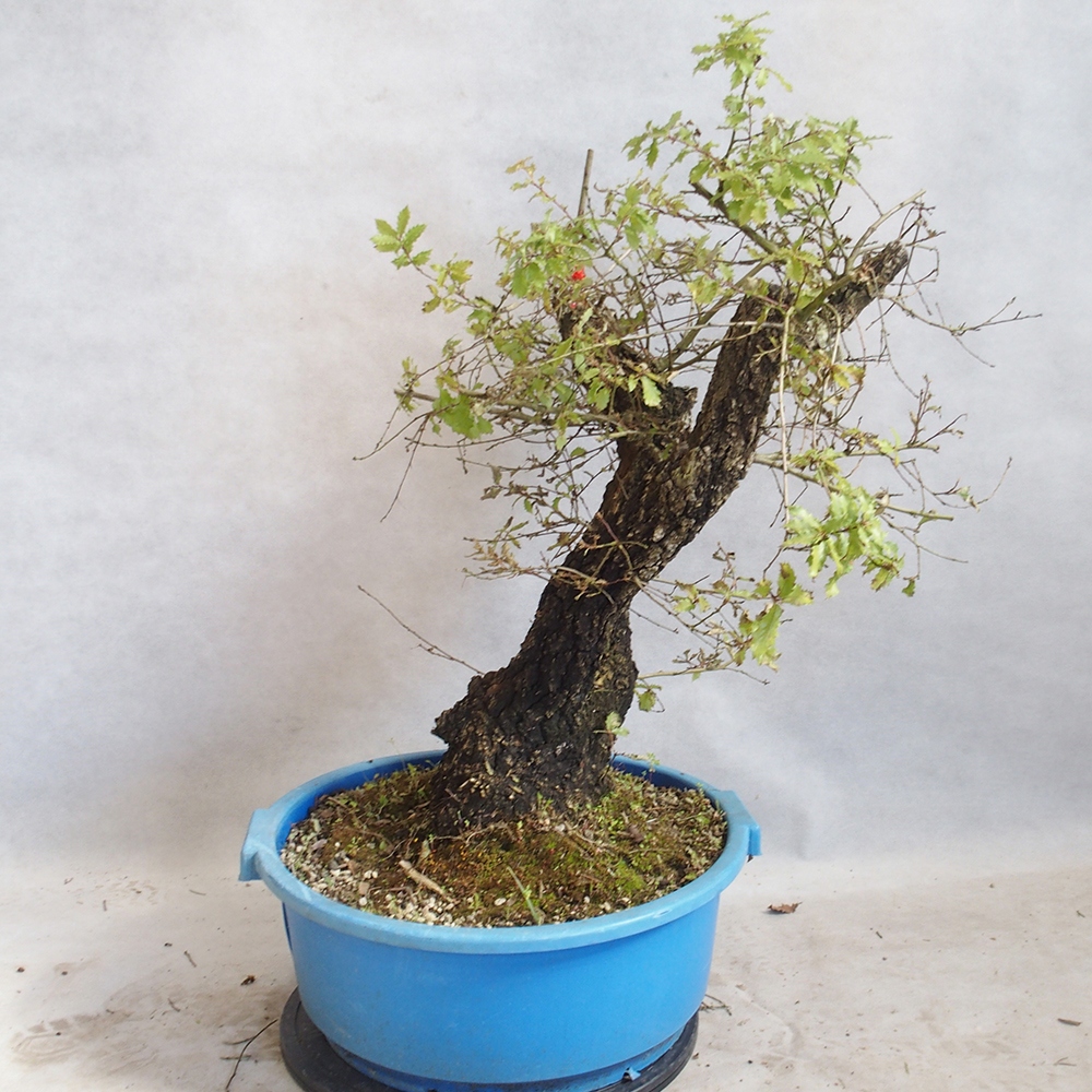 Freilandbonsai Quercus Cerris - Eiche Cer