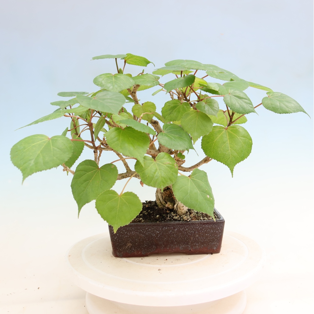 Zimmerbonsai - Hibiscus tiliaceus - Meeres-Hibiskus