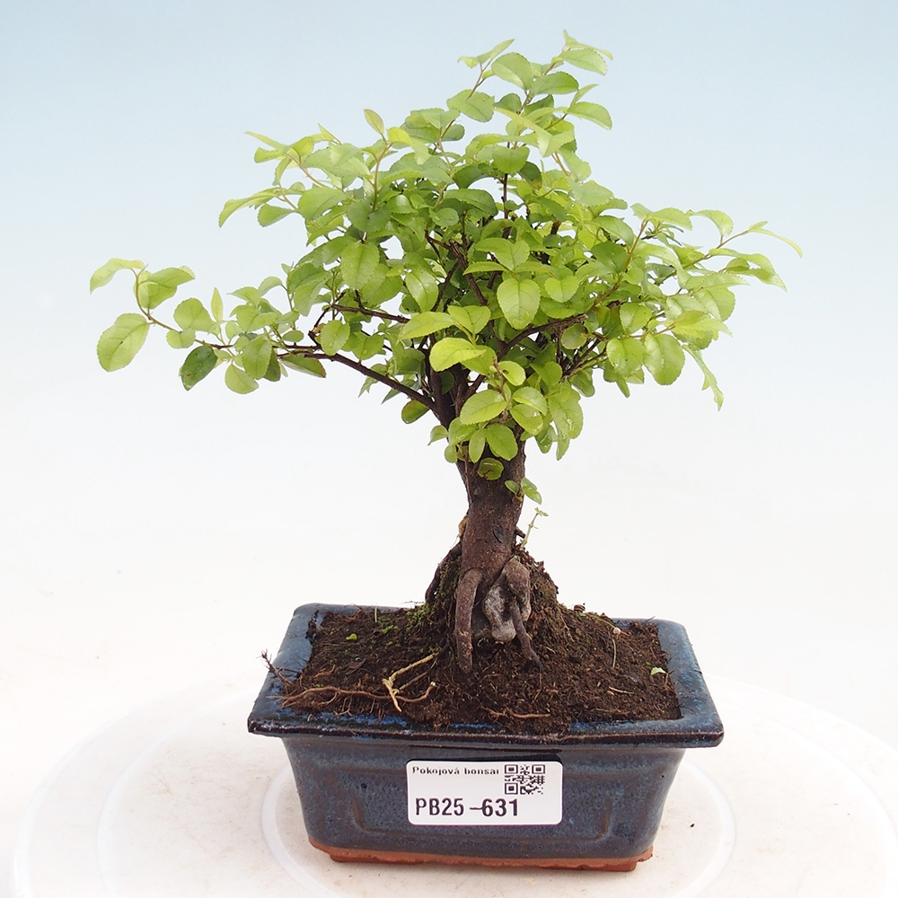 Innenbonsai - Sagerécie Thea - Sagerécie Thea