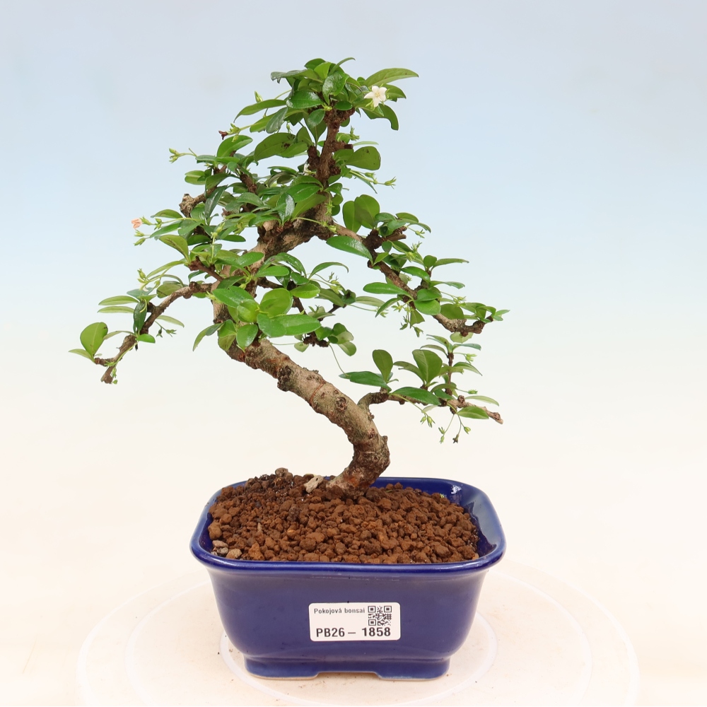 Zimmer-Bonsai - Carmona macrophylla - Tee-Fuki