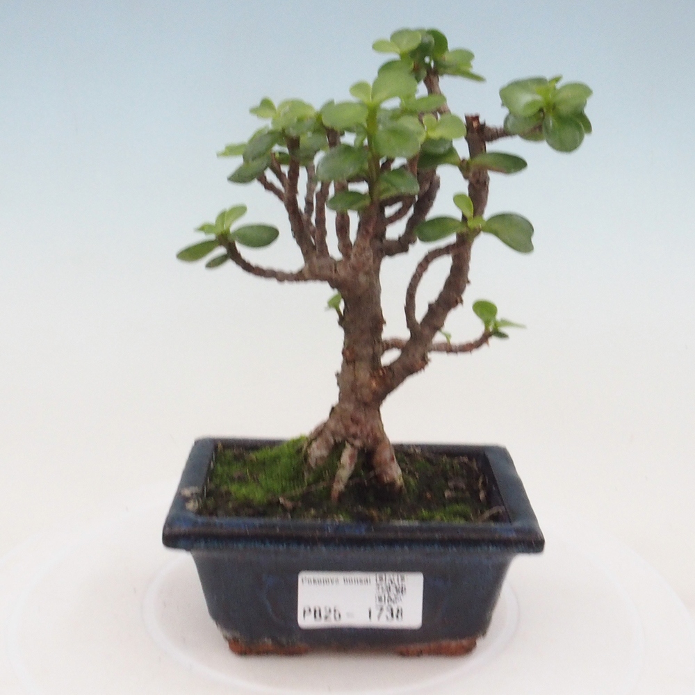 Zimmerbonsai - Portulakaria Afra - Tlustice