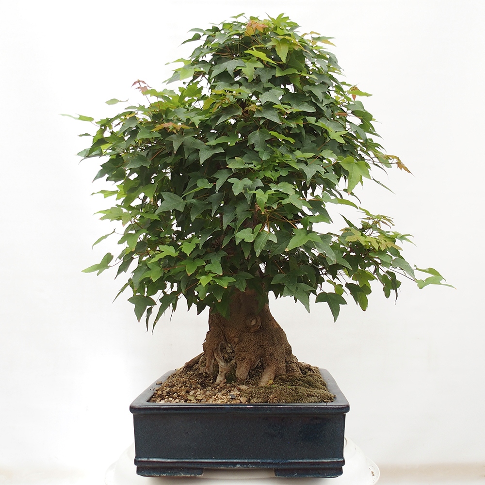 Bonsai im Freien - Ahorn Buergerianum - Burger Maple