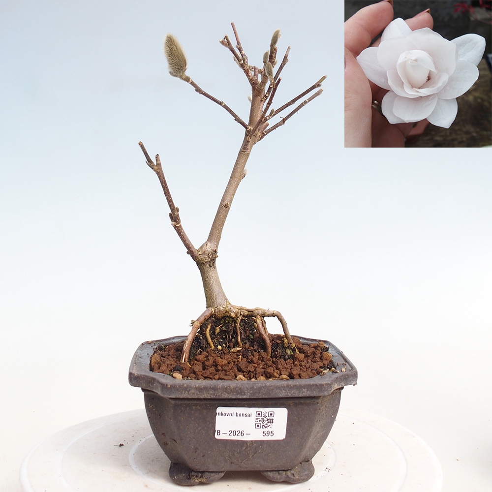Bonsai für draußen - Magnolia stellata