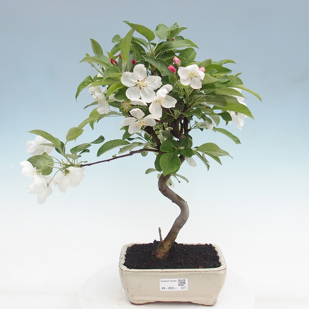 Bonsai im Freien - Malus halliana - Kleinfruchtiger Apfelbaum