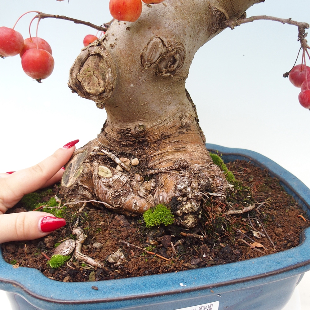 Bonsai im Freien - Malus halliana - Kleinfruchtiger Apfelbaum