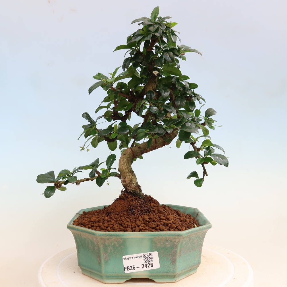 Zimmer-Bonsai - Carmona macrophylla - Tee-Fuki