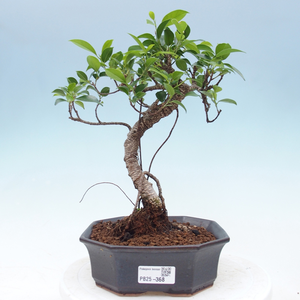 Indoor-Bonsai - Ficus retusa - kleiner Ficus