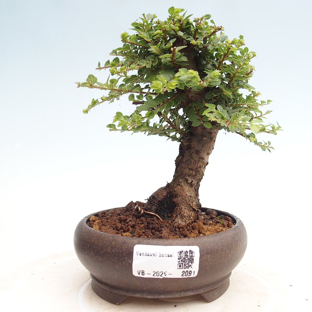 Bonsai im Freien - Ulmus parvifolia Hokkaido - Chinesische Ulme