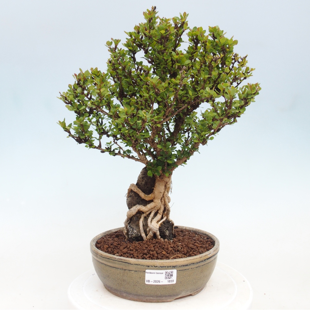 Bonsai für draußen - Berberis coreana