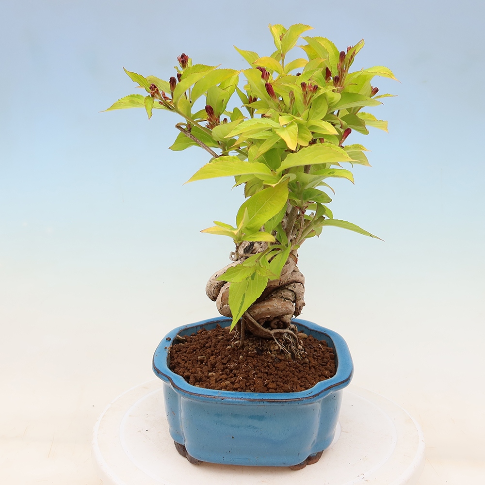 Freiland-Bonsai – Weigela subsessilis – Koreanische Weigela