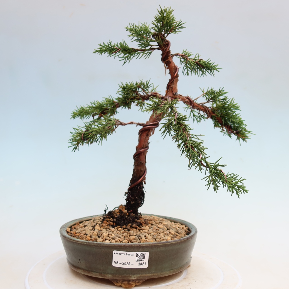 Bonsai für draußen - Juniperus chinensis Kishu
