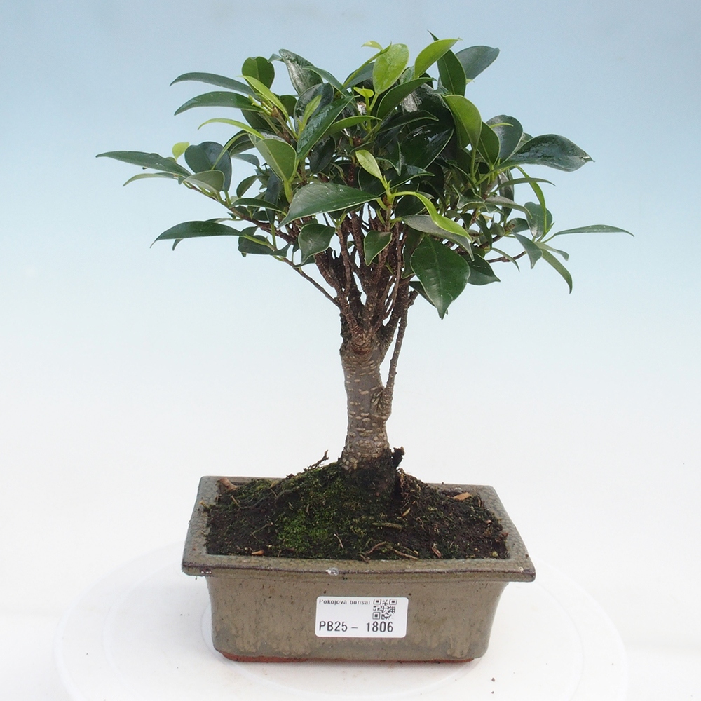 Zimmerbonsai - Ficus retusa - kleinblättriger Ficus