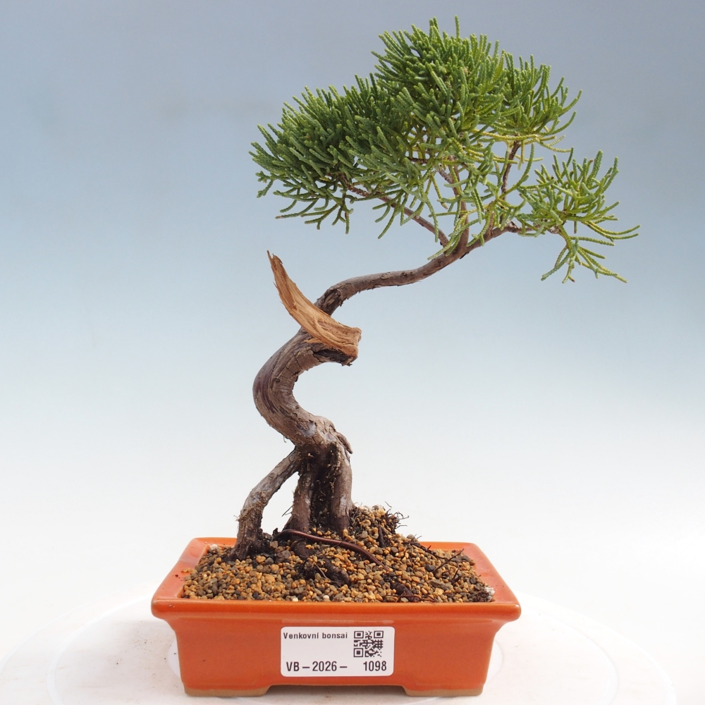 Bonsai für draußen - Juniperus chinensis Kishu