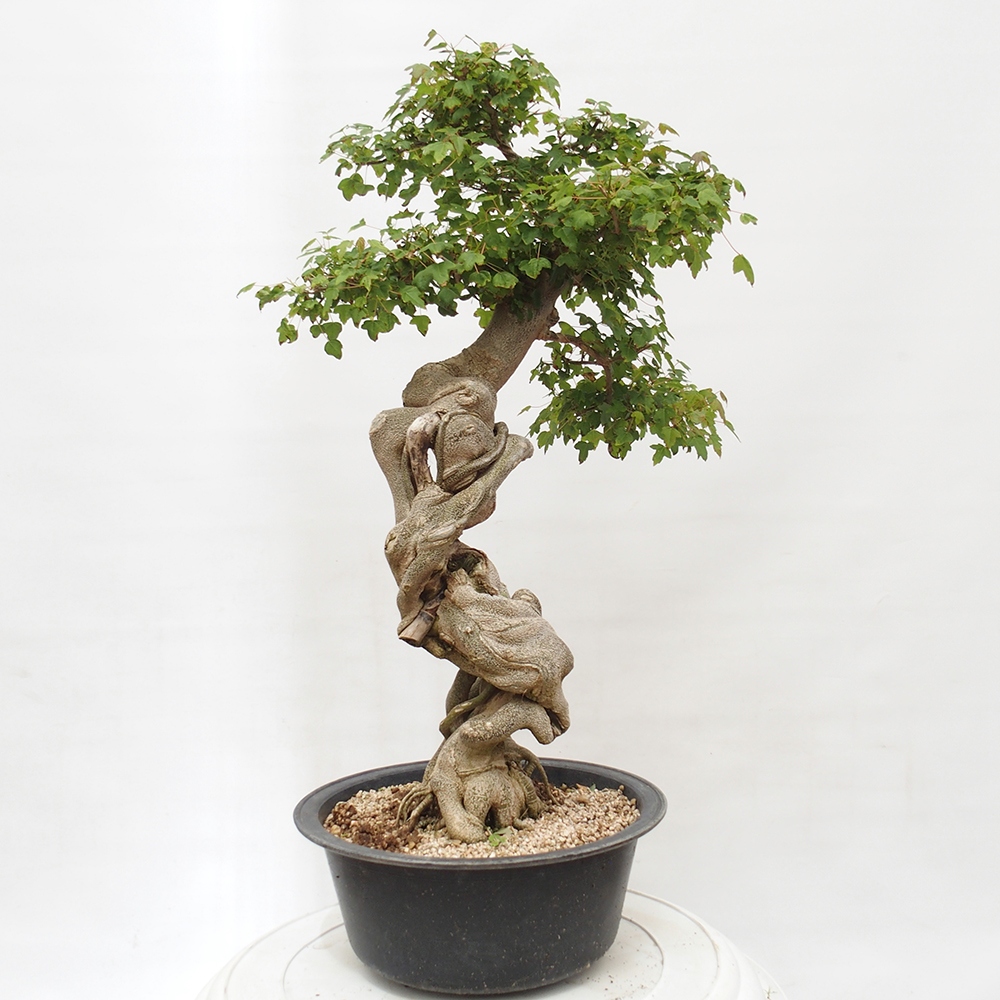 Bonsai im Freien - Ahorn Buergerianum - Burger Maple