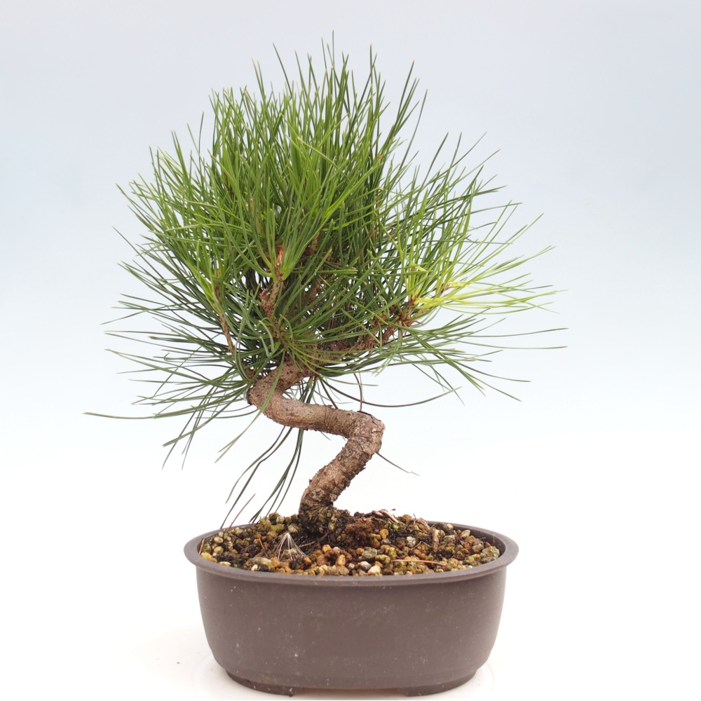 Bonsai im Freien - Pinus thunbergii - Thunbergia-Kiefer