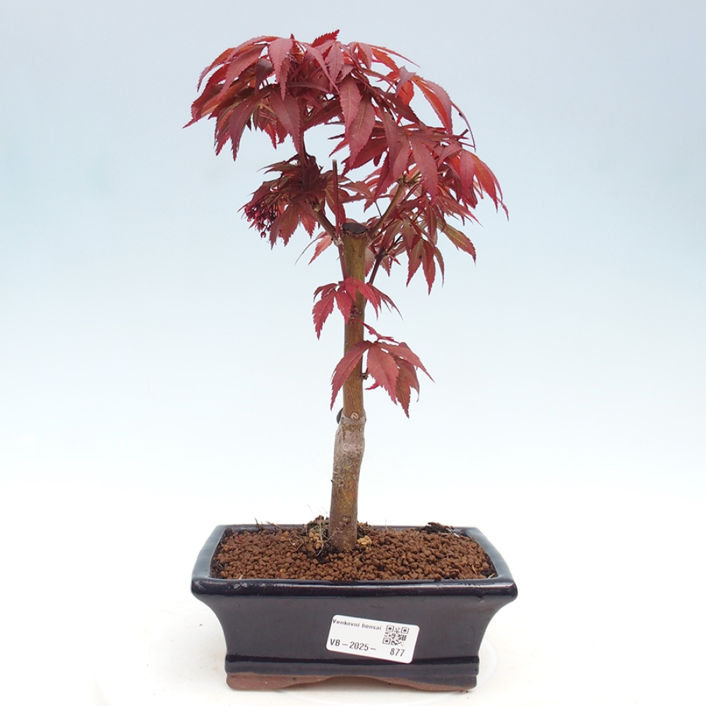 Bonsai im Freien - Acer-Palme. Atropurpureum-Palmenblatt-Ahorn