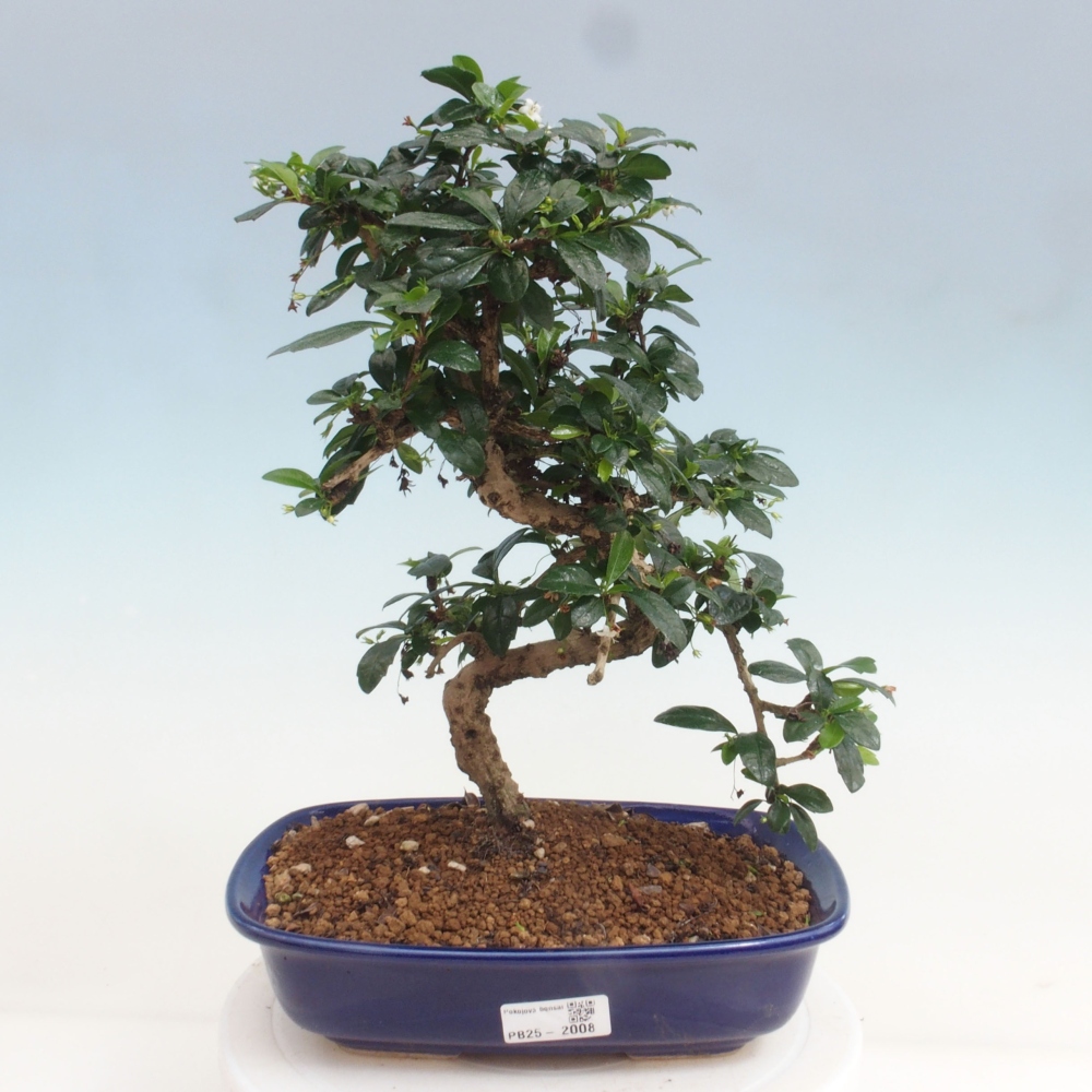 Zimmer Bonsai - Carmona macrophylla - Tea Fuki