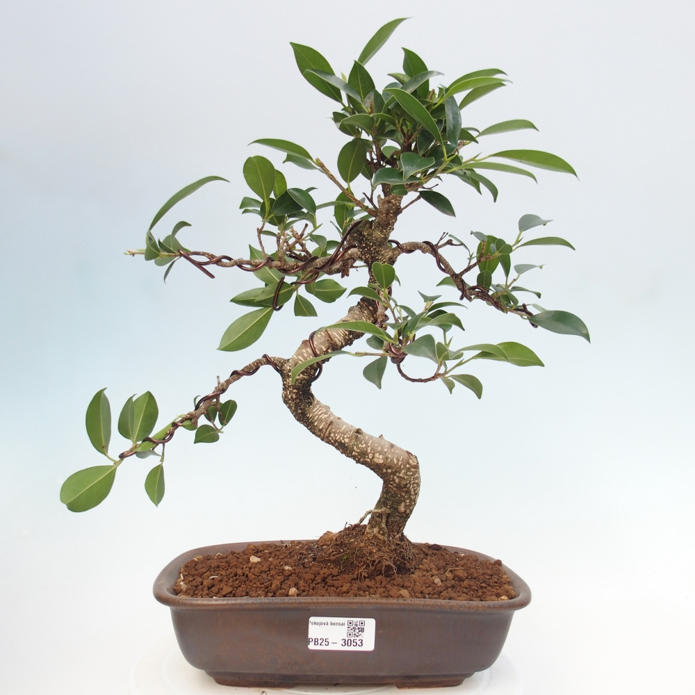 Indoor-Bonsai - Ficus kimmen - kleinblättriger Ficus