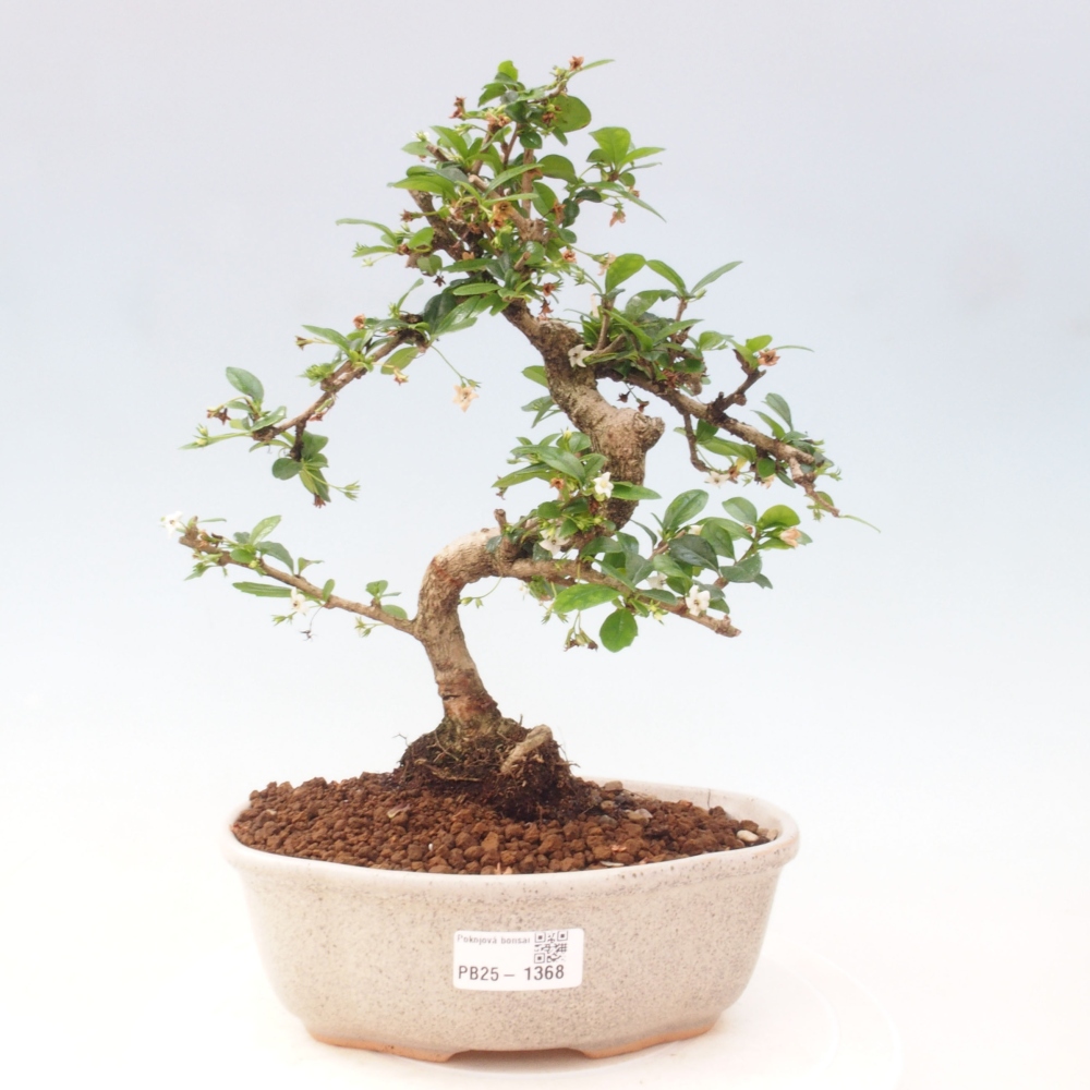 Zimmer Bonsai - Carmona macrophylla - Tea Fuki
