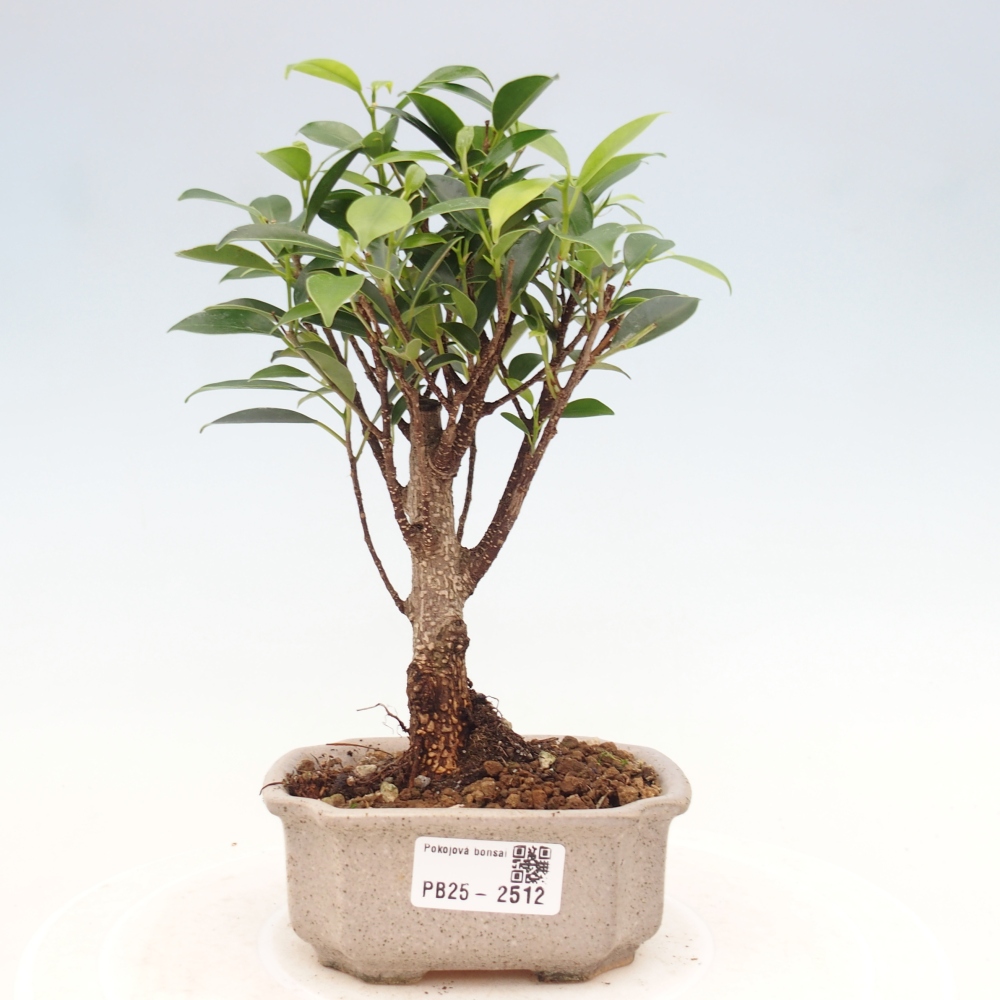 Zimmerbonsai - Kleinblättriger Ficus - Ficus kimmen