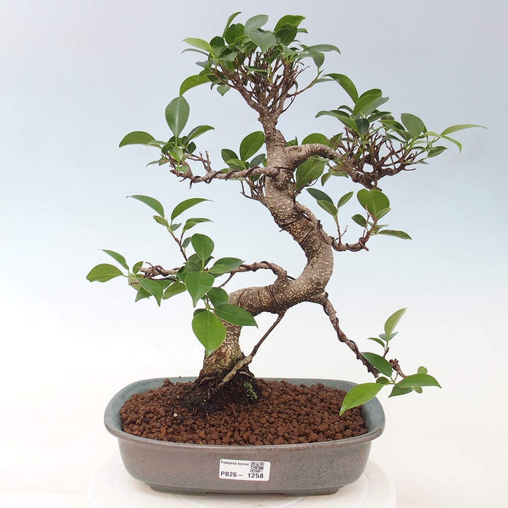 Indoor-Bonsai - Ficus kimmen - kleinblättriger Ficus
