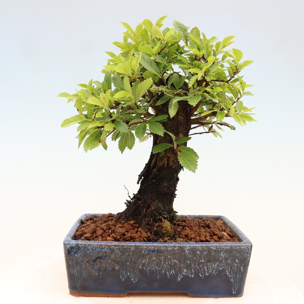 Bonsai für draußen - Zelkova - Zelkova NIRE