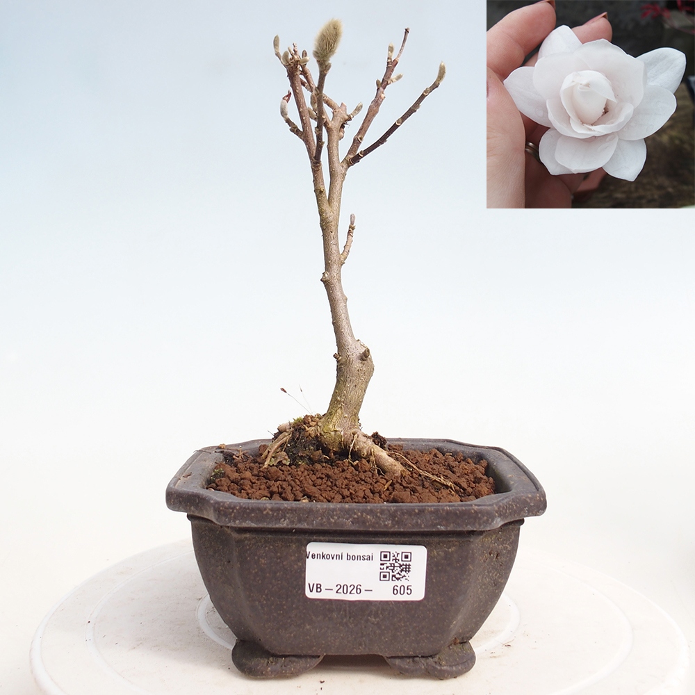 Bonsai für draußen - Magnolia stellata