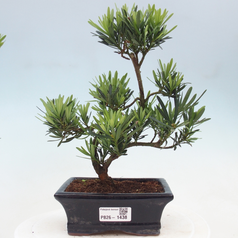 Zimmerbonsai - Podocarpus - Stein-Eibe