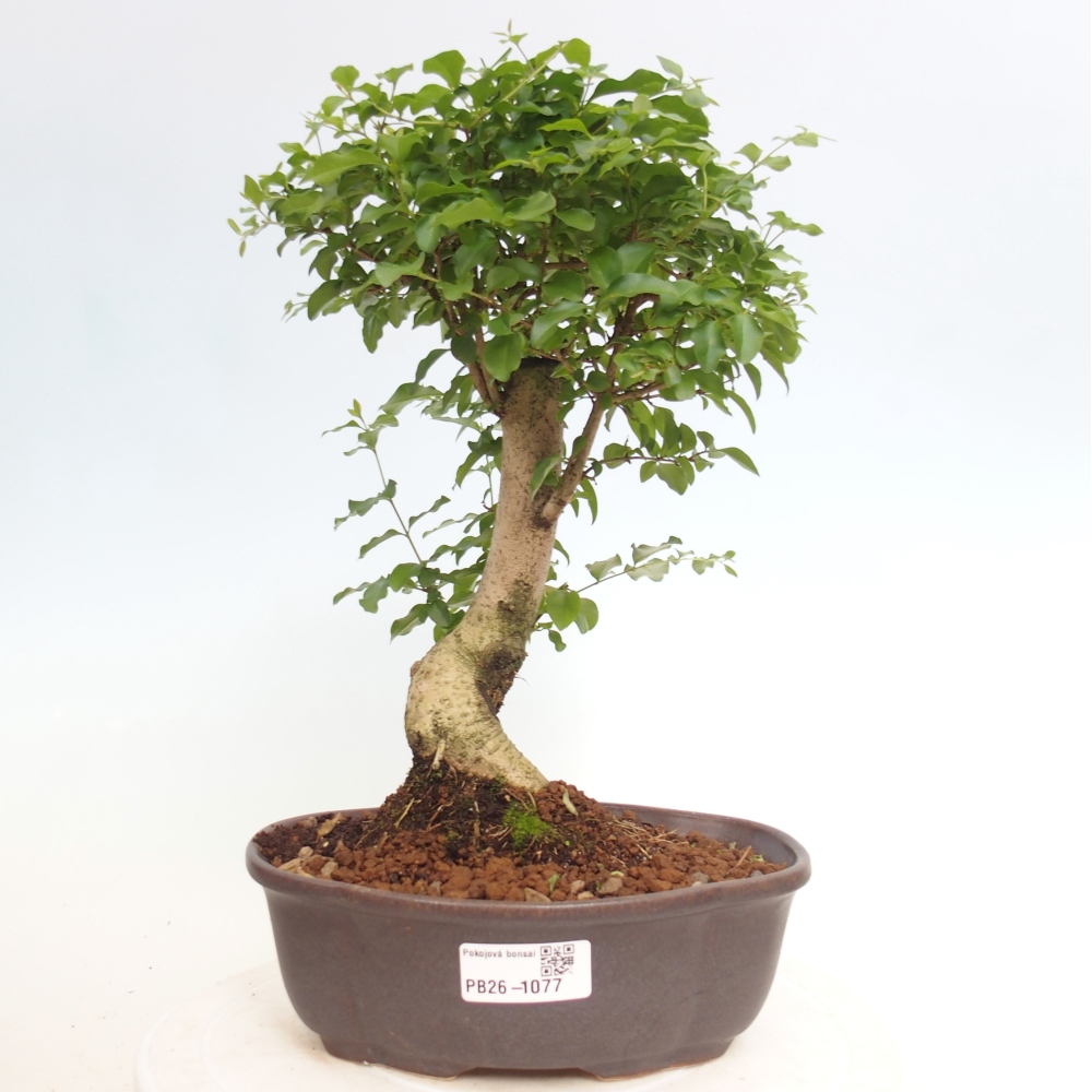 Zimmer Bonsai -Ligustrum chinensis - Vogelschnabel