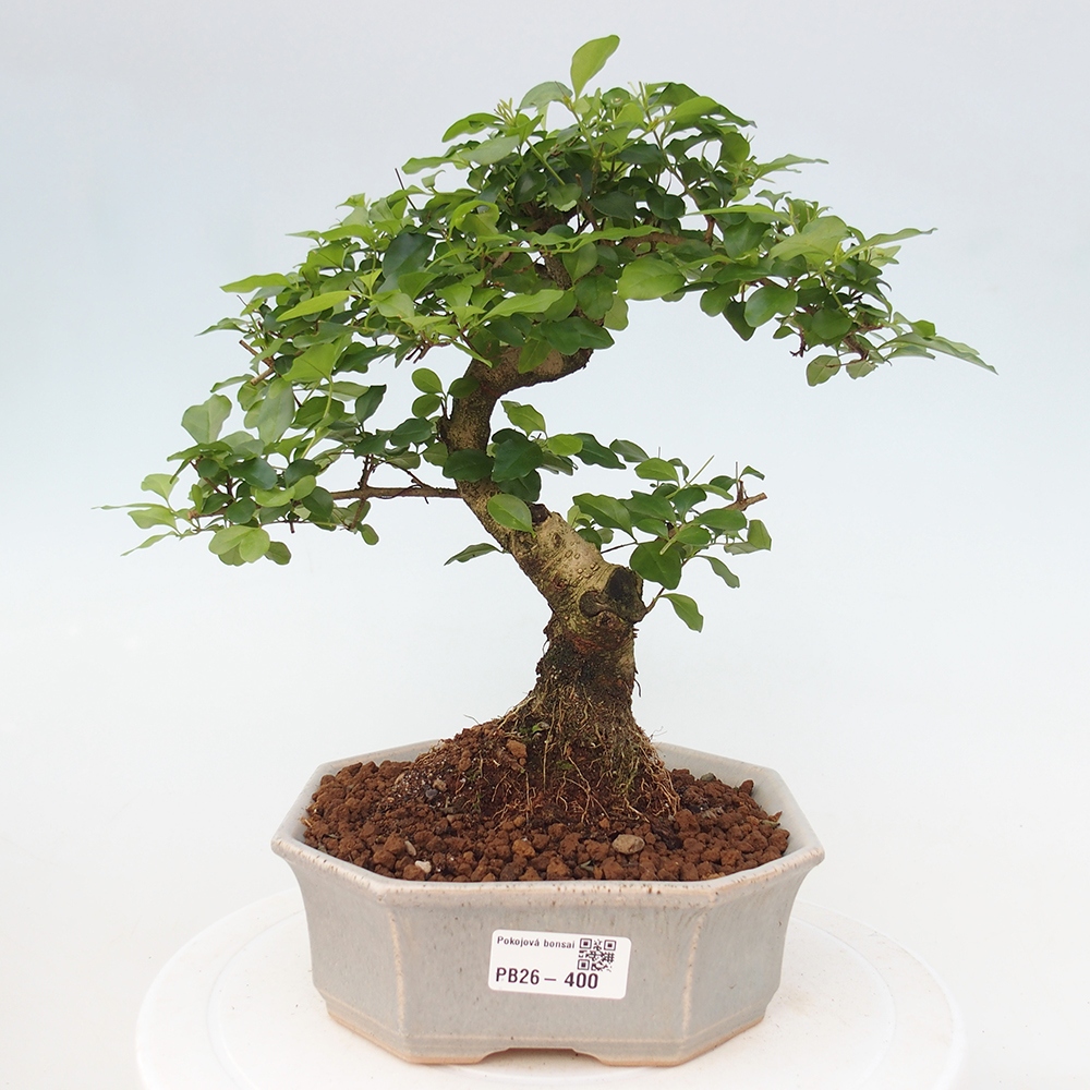Zimmer Bonsai -Ligustrum chinensis - Vogelschnabel