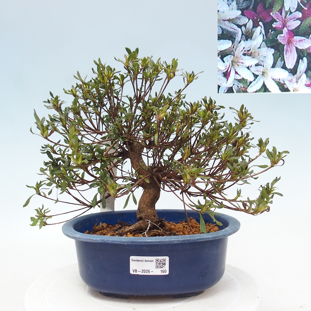 Bonsai für draußen - Japanische Azalee - Azalea Ryusen