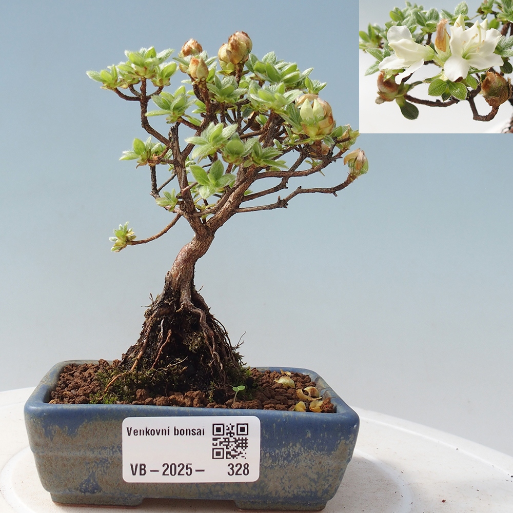 Outdoor-Bonsai - Rododendron indicum - Japanische Azalee