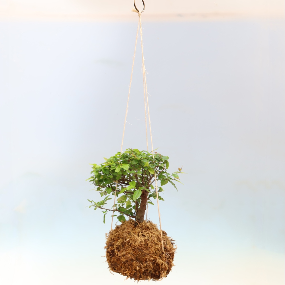 Kokedama in Keramik -Sagerecia-Tee - Sageretia thea