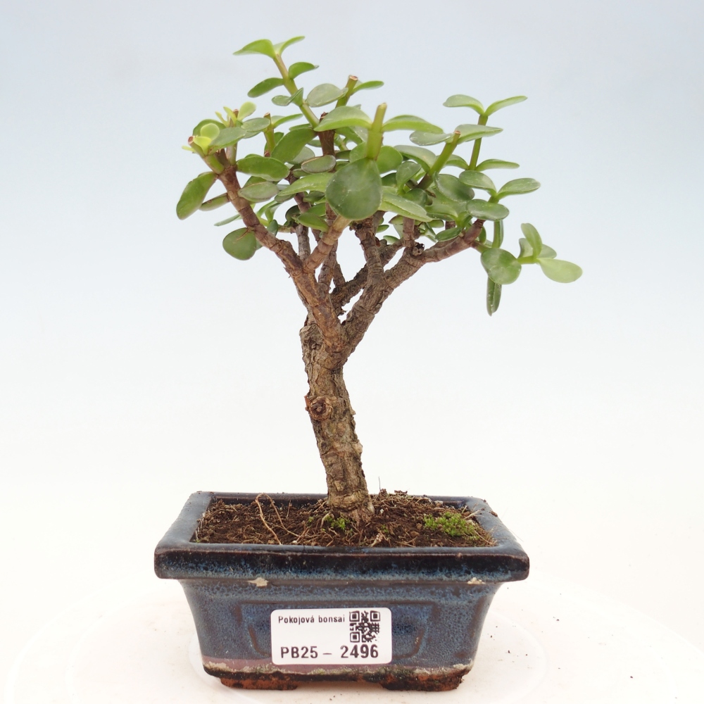 Zimmerbonsai - Portulakaria Afra - Tlustice
