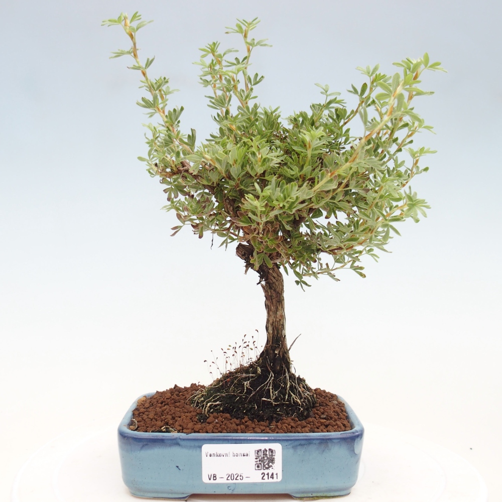 Outdoor-Bonsai-Fingerkraut - Potentila fruticosa gelber Vogel