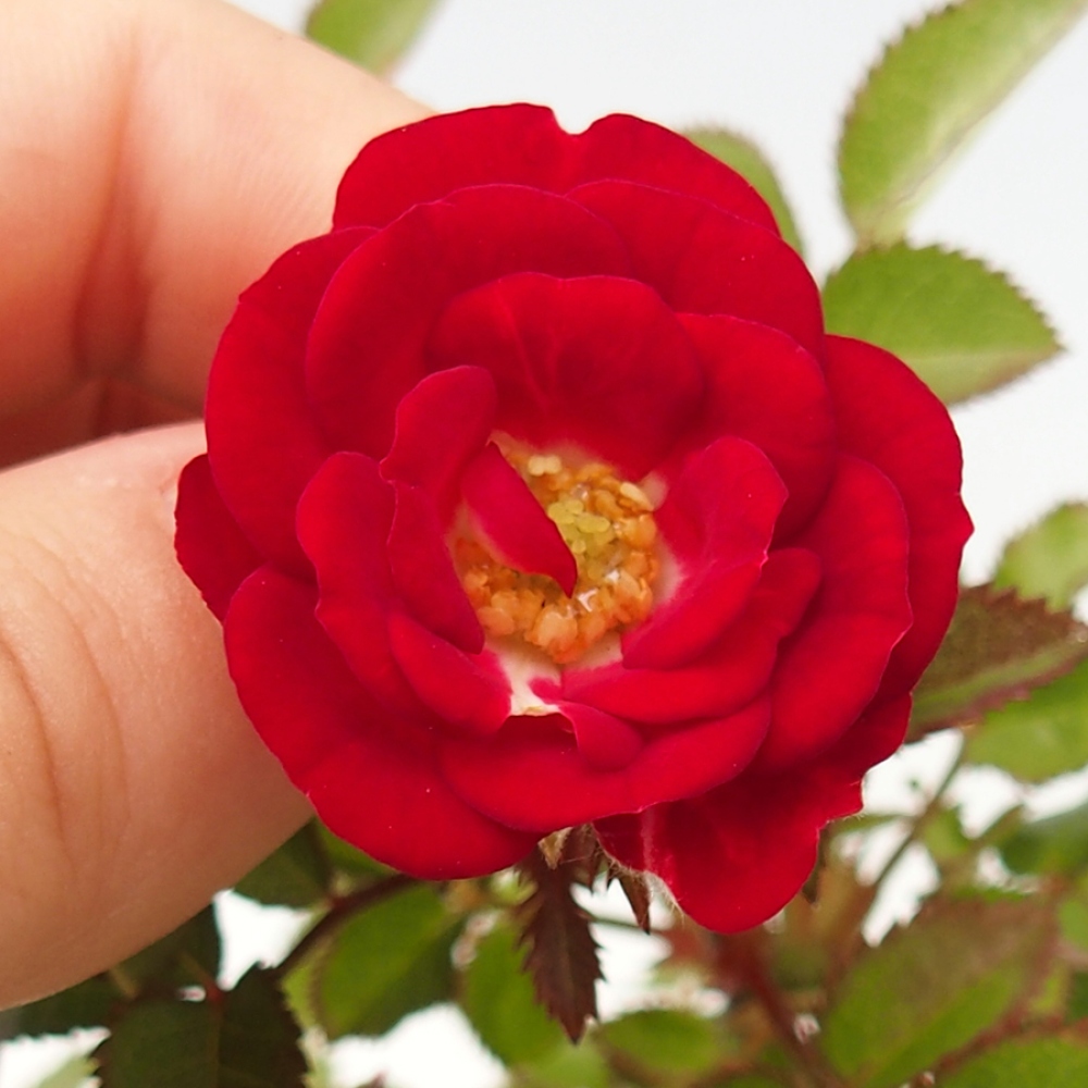 Freilandbonsai - Rosa Kordes -  Rose
