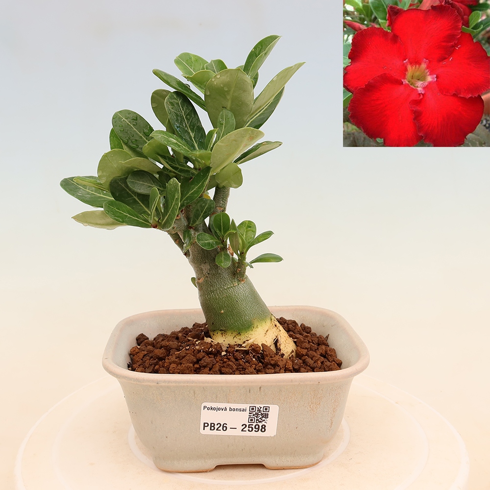 Zimmerbonsai – Adenium obesum „Red Star“ – Wüstenrose