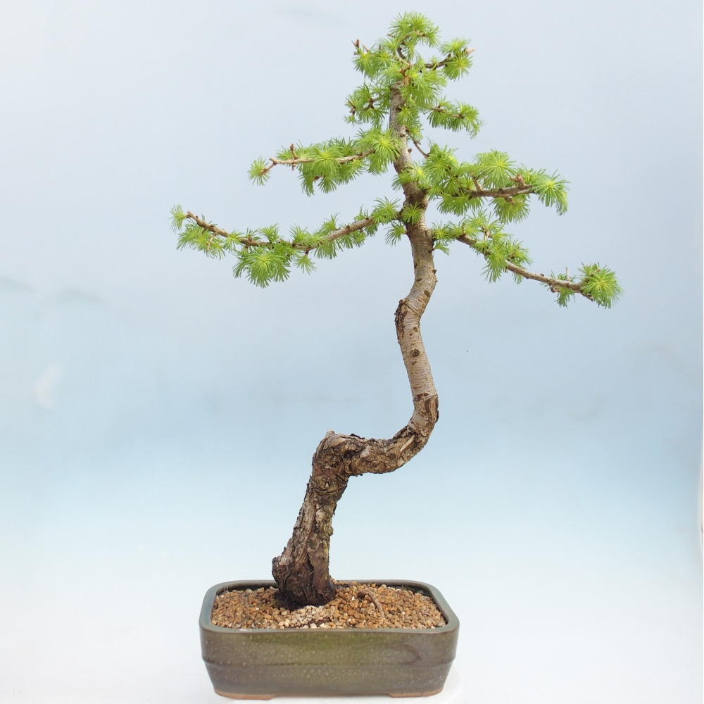 Bonsai für draußen -Larix decidua - Lärche
