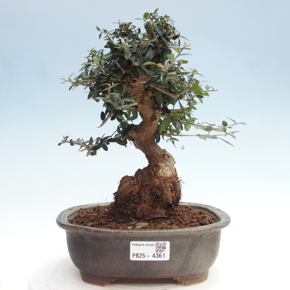 Zimmerbonsai - Olea europaea sylvestris