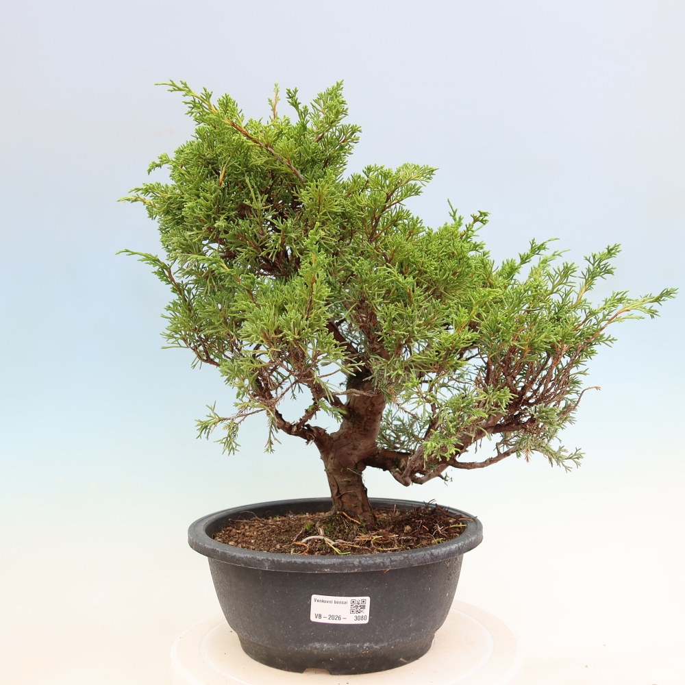 Bonsai für draußen - Juniperus chinensis Itoigawa-Juniperus chinensis