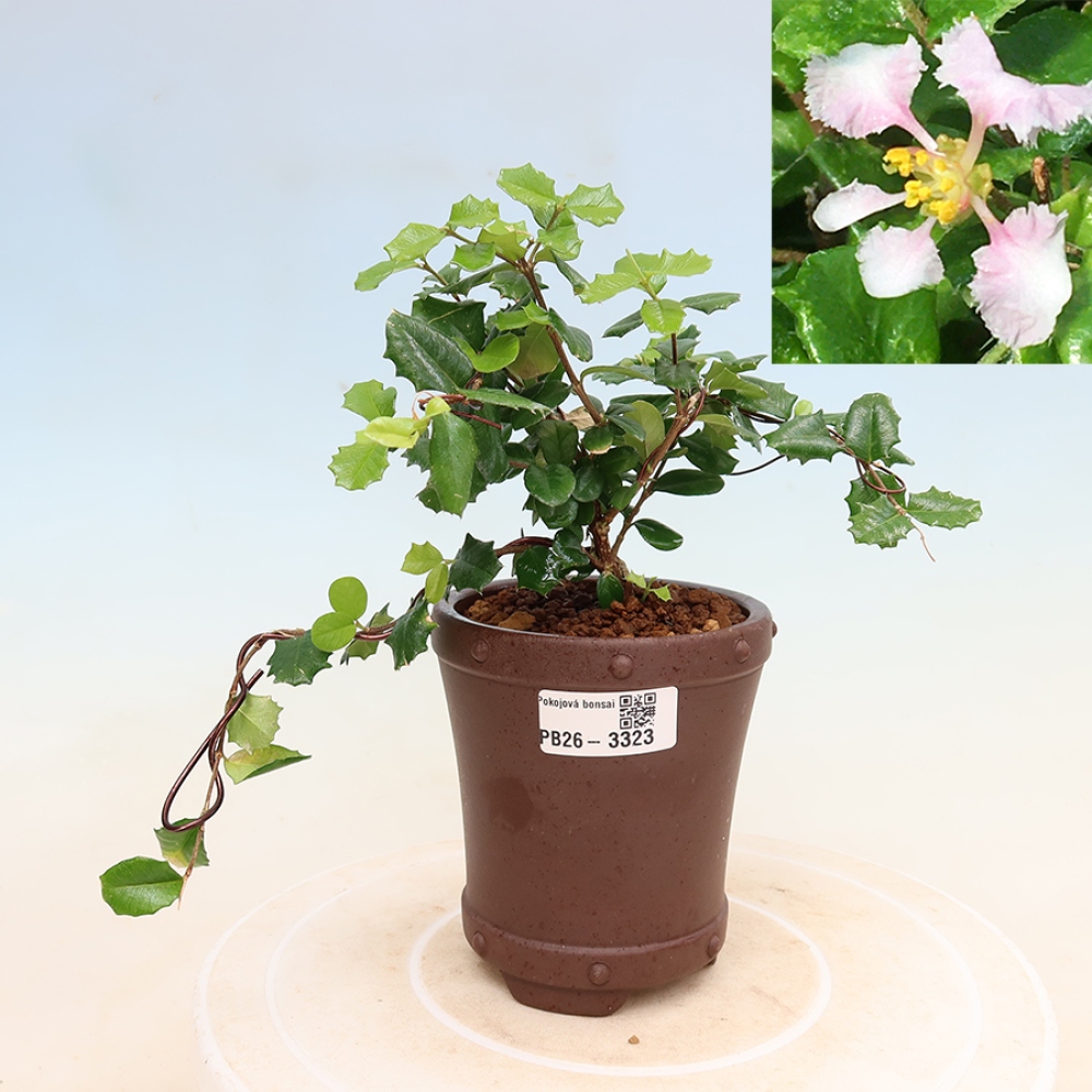 Zimmerbonsai – Barbados-Kirsche (Malpighia coccigera)