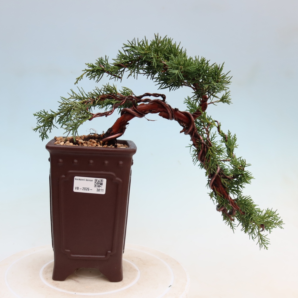 Bonsai für draußen - Juniperus chinensis Kishu
