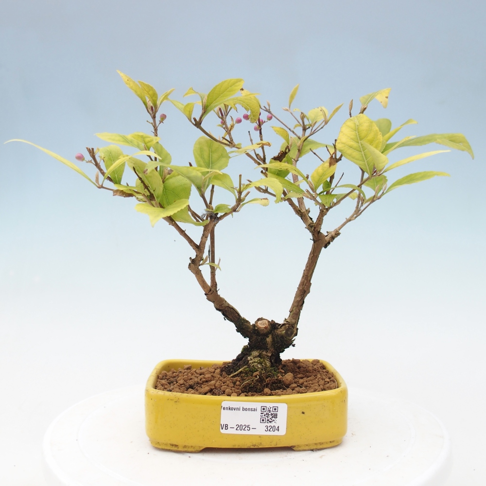 Bonsai im Freien - wunderschöne Pflanze - Callicarpa japonica