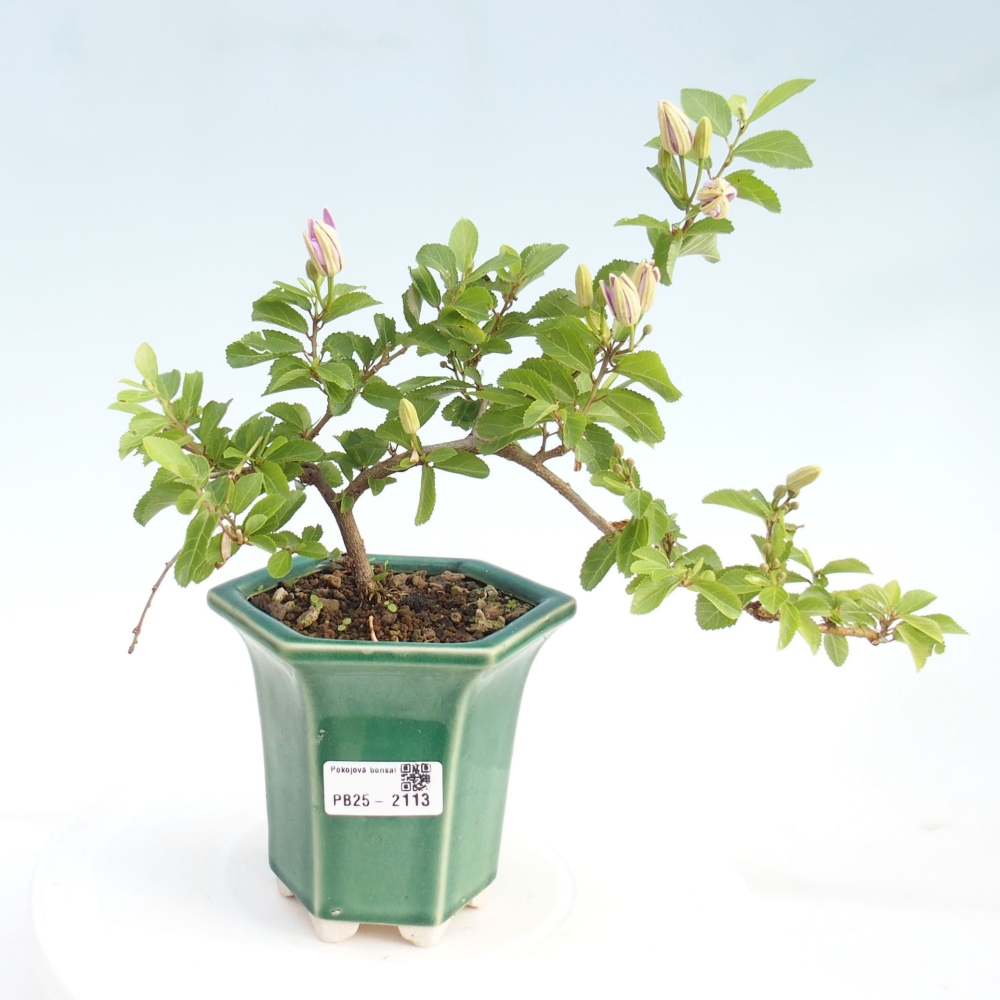 Zimmerbonsai - Grewia occidentalis - Lavendelstern