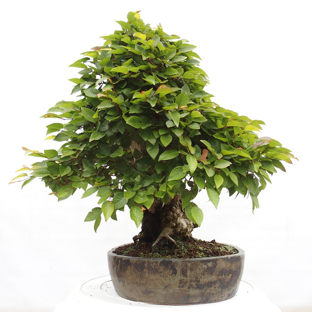 Bonsai im Freien -Carpinus CARPINOIDES - Koreanische Hainbuche