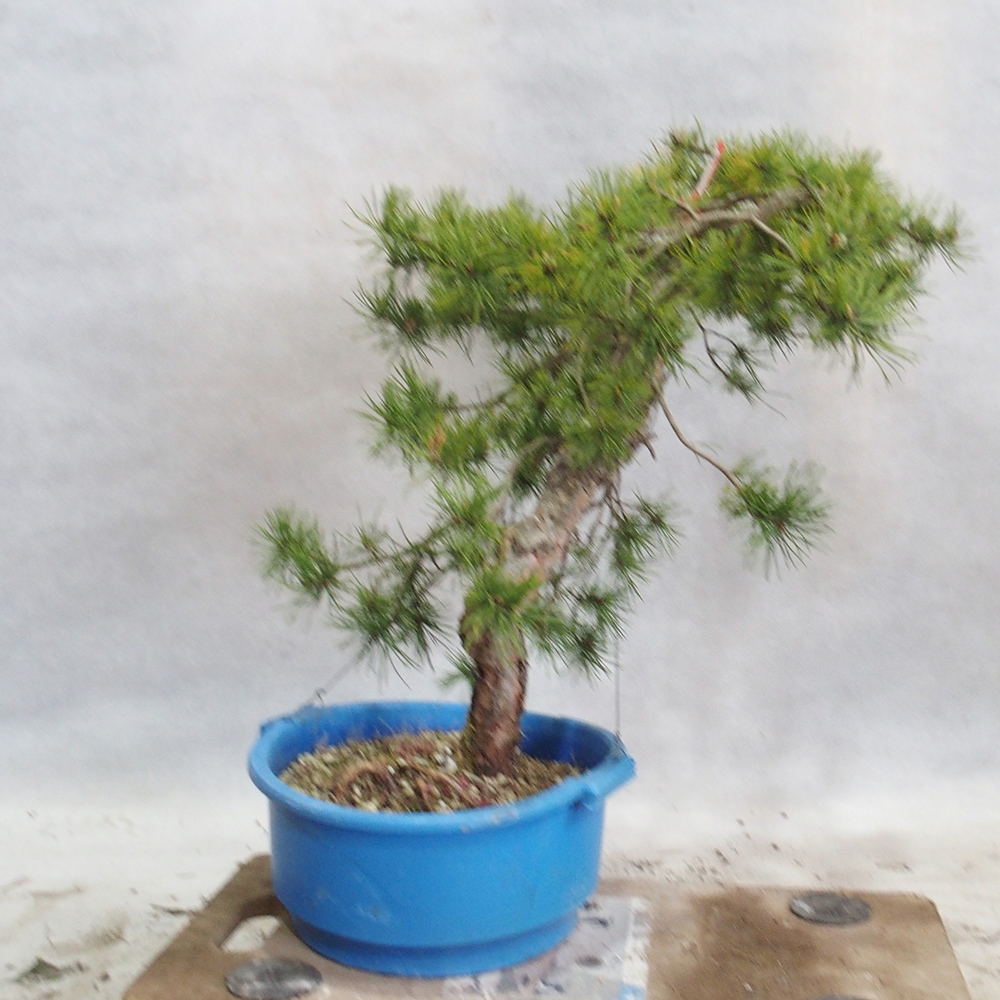 Yamadori - Pinus sylvestris 