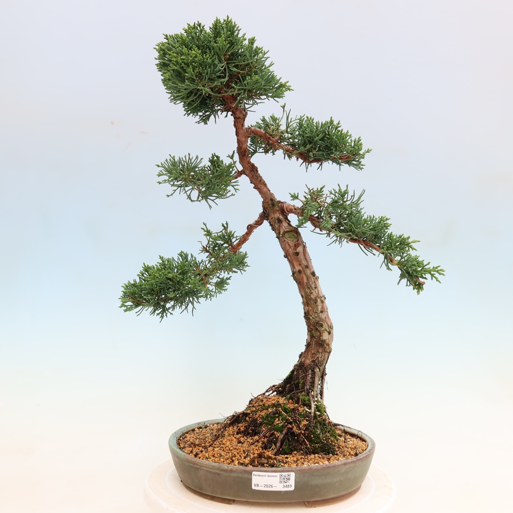 Bonsai für draußen - Juniperus chinensis Kishu